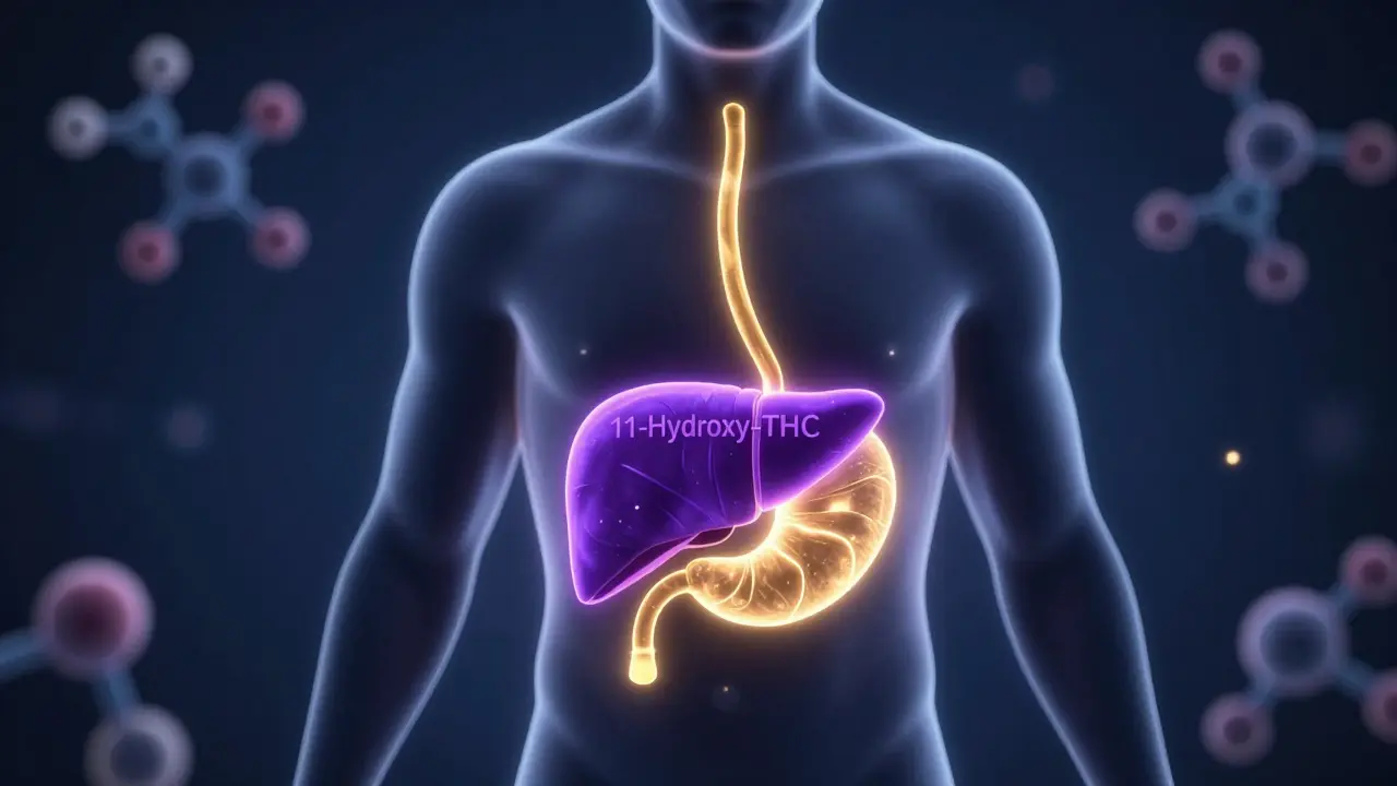 Konceptuální znázornění metabolismu THC v játrech