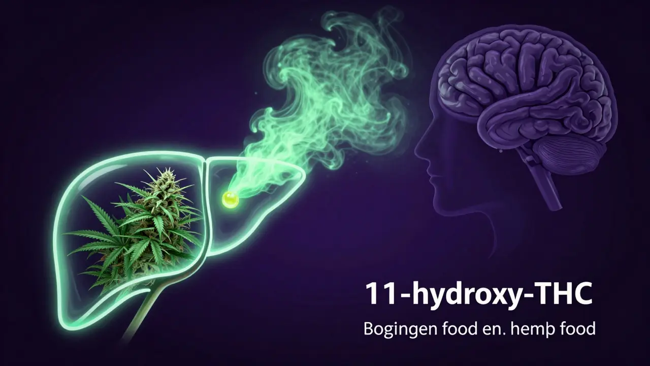 Konceptuální zobrazení přeměny THC na silnější metabolit v játrech při požití